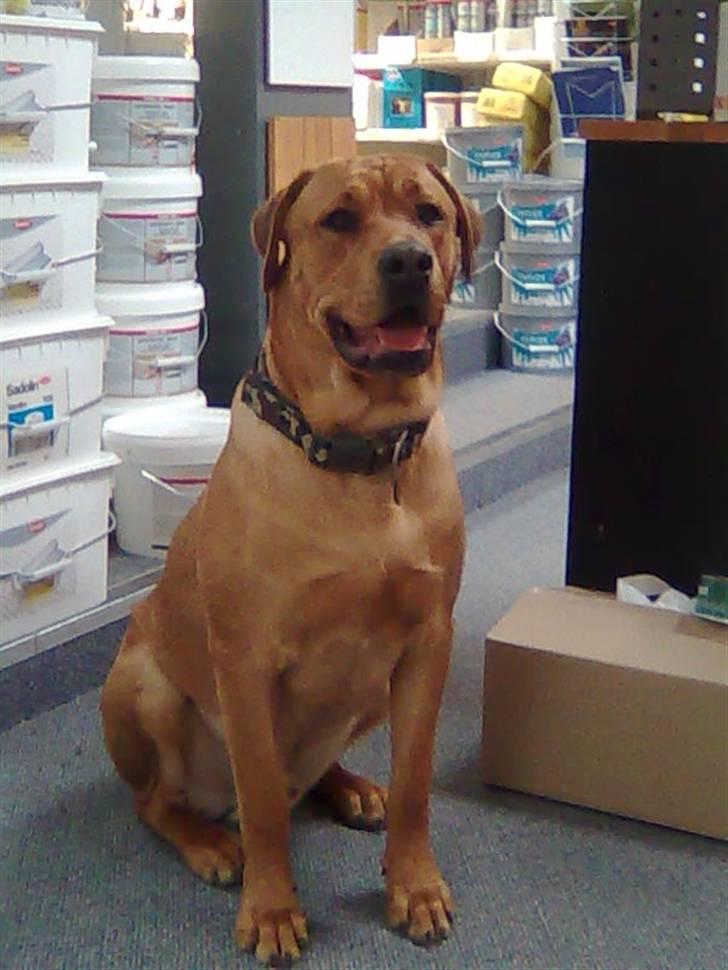 Blanding af racer *Gustav- min bodyguard* - "Jeg skal nok sige til hvis der kommer kunder moar............" billede 18