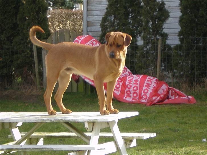 Blanding af racer *Gustav- min bodyguard* - "I´am the king of the world...." - eller af haven i hvert fald :O) billede 19