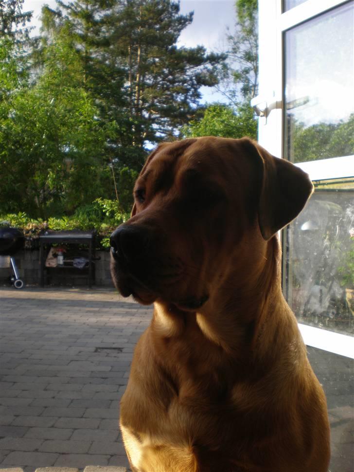 Blanding af racer *Gustav- min bodyguard* - Tak fordi du kiggede forbi... På gensyn en anden dag... billede 20