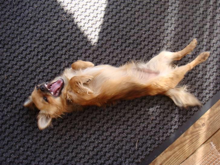 Chihuahua Amigo - Jeg er bare enormt farlig!!!!! billede 1