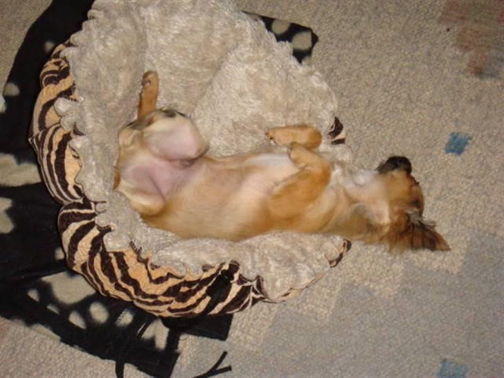 Chihuahua Amigo billede 2
