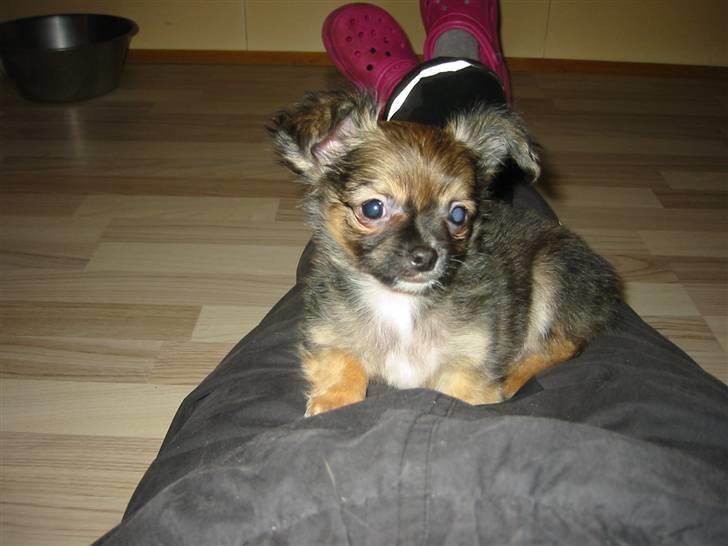 Chihuahua Amigo - Lige hentet hjem fra opdrætteren billede 3