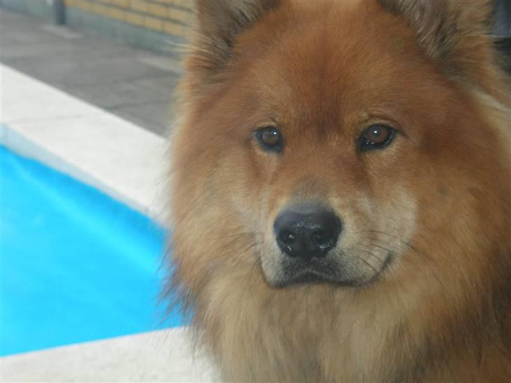 Eurasier Aladdin billede 1