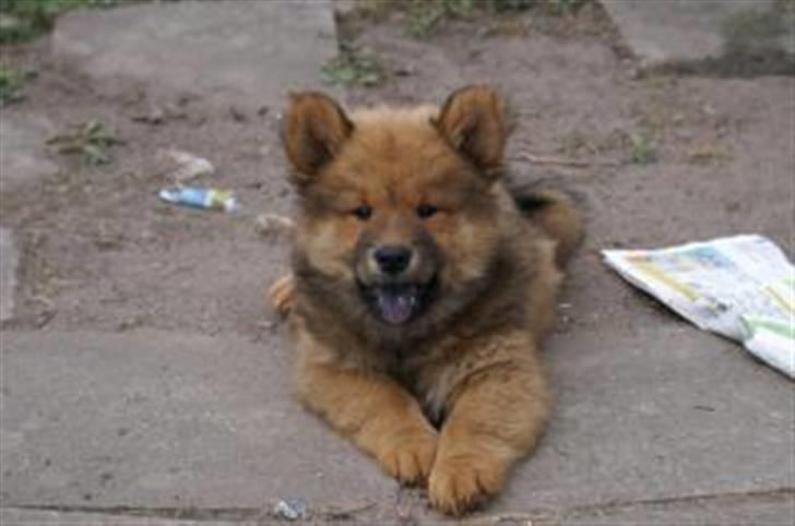 Eurasier Aladdin - Et af de 1. billeder vi så, og det var da ikke til at stå for .. billede 2