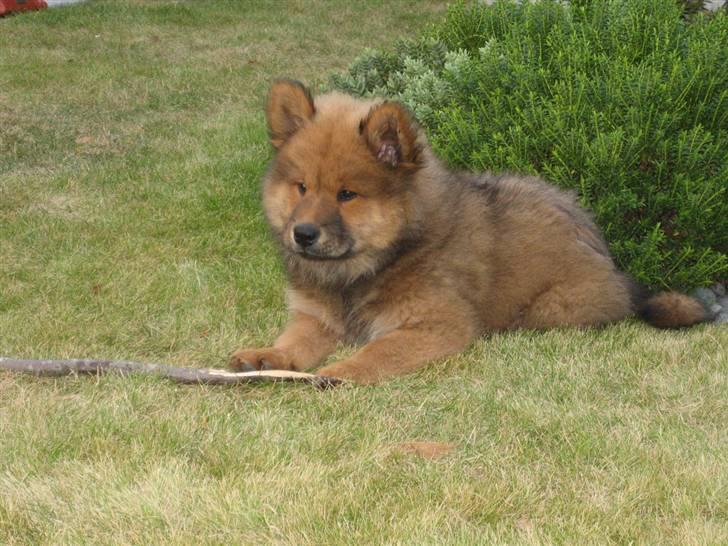 Eurasier Aladdin - Lige hentet hjem og skal lige sunde sig lidt i græsset billede 3