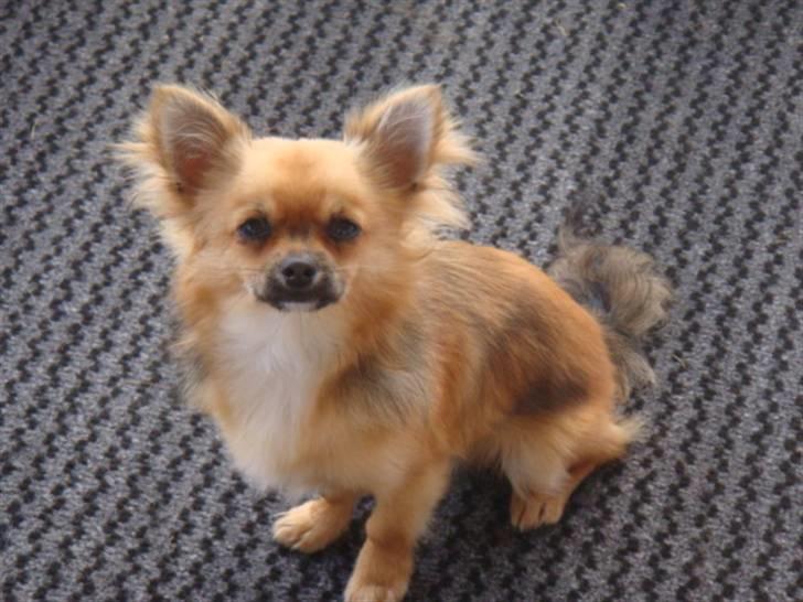 Chihuahua Amigo billede 4