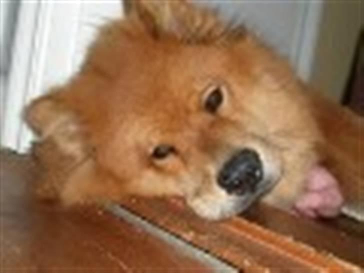 Eurasier Aladdin - Trætte mig .... billede 5