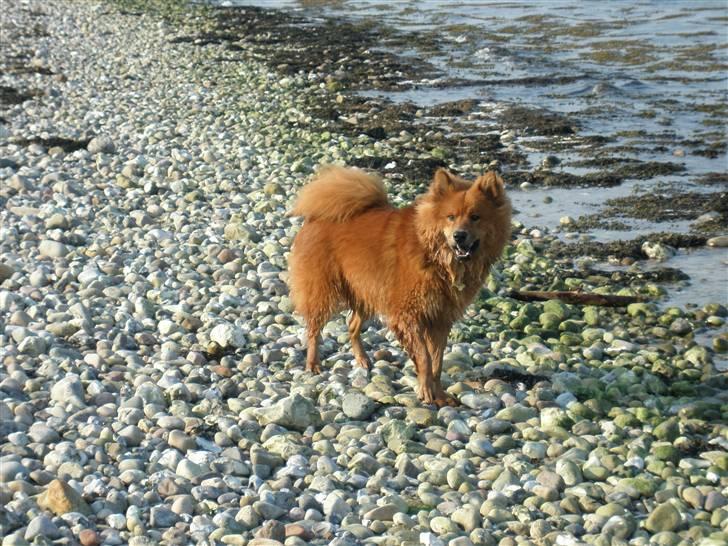 Eurasier Aladdin billede 6