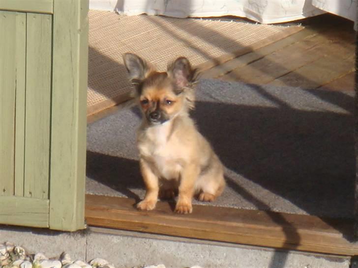 Chihuahua Amigo billede 5