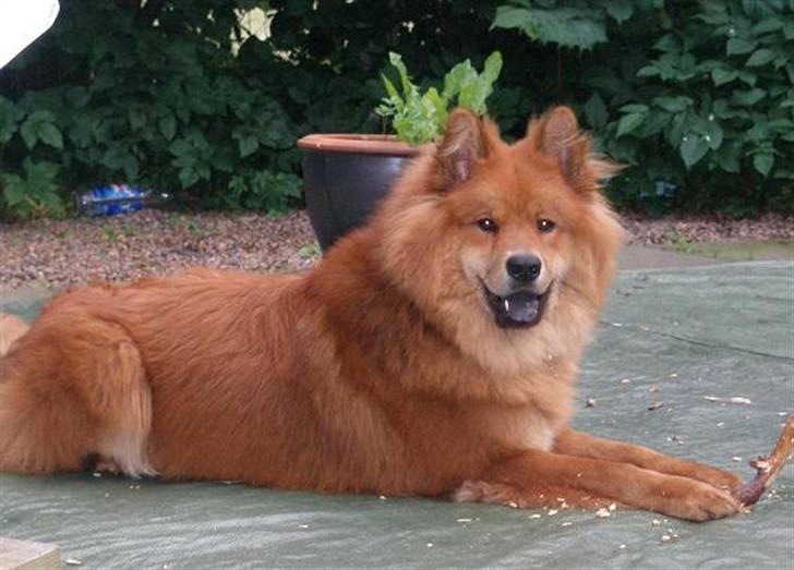 Eurasier Aladdin billede 7