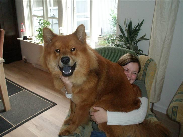 Eurasier Aladdin - Skødehund ... hvem ? ... Mig ??? billede 8