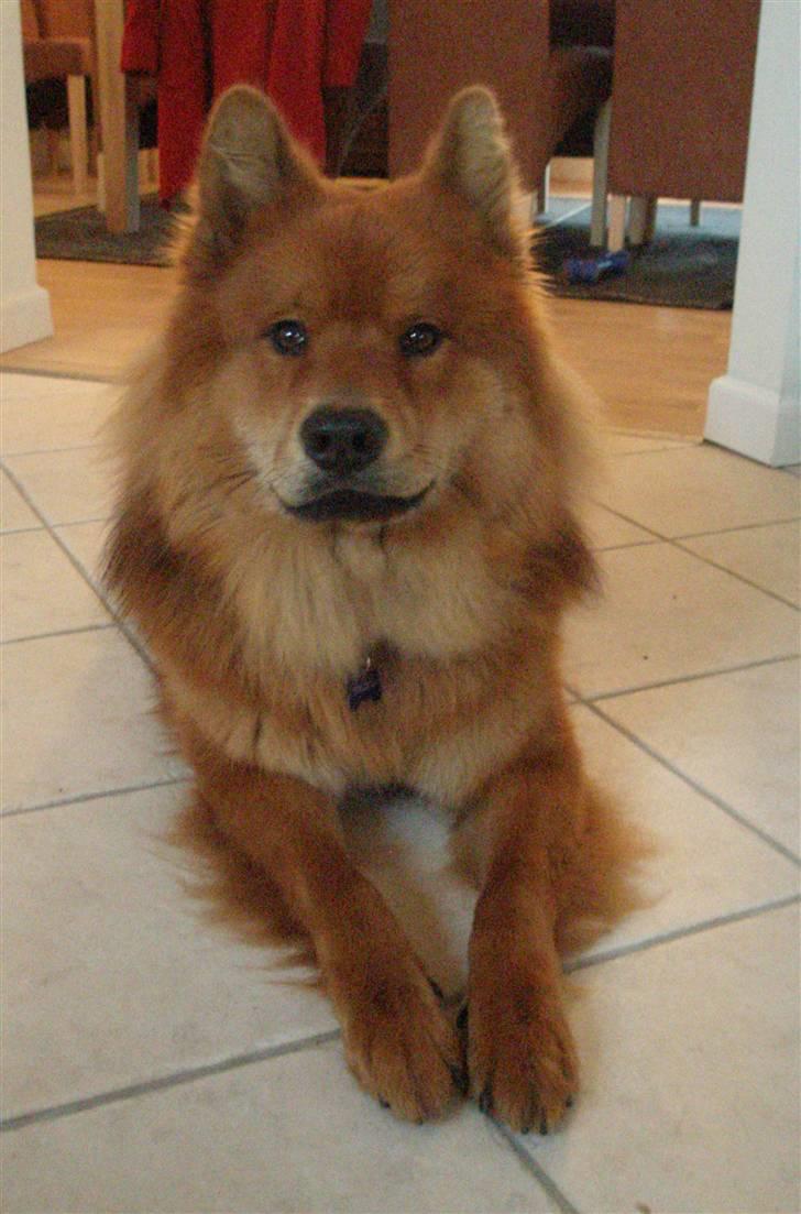 Eurasier Aladdin billede 9