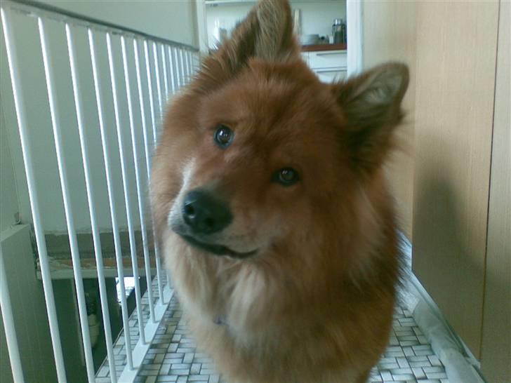 Eurasier Aladdin - "Sagde du noget til miiiig" billede 10