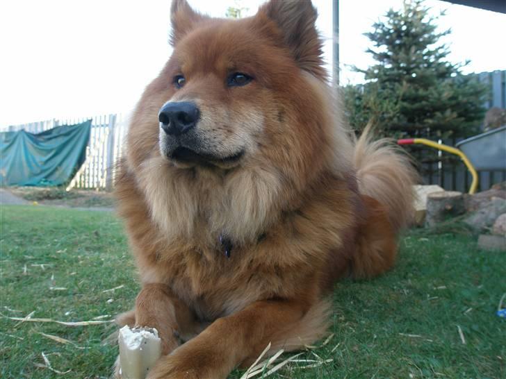 Eurasier Aladdin - Her er det mig der bestemmer ... over mit kødben .. billede 11