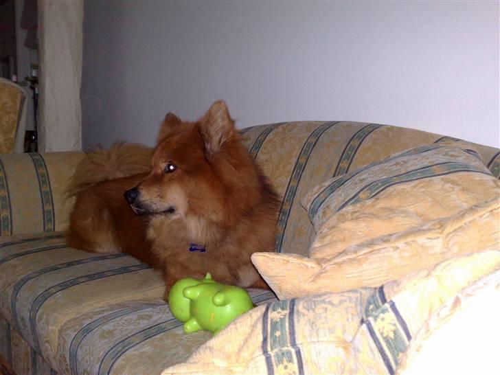 Eurasier Aladdin - Sofahund?? .. billede 12