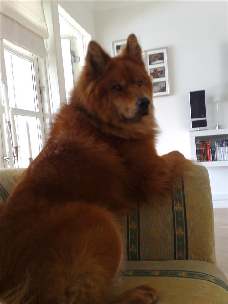 Eurasier Aladdin - Nej mig ... jeg er da ikke en sofahund ... (hehe) billede 13