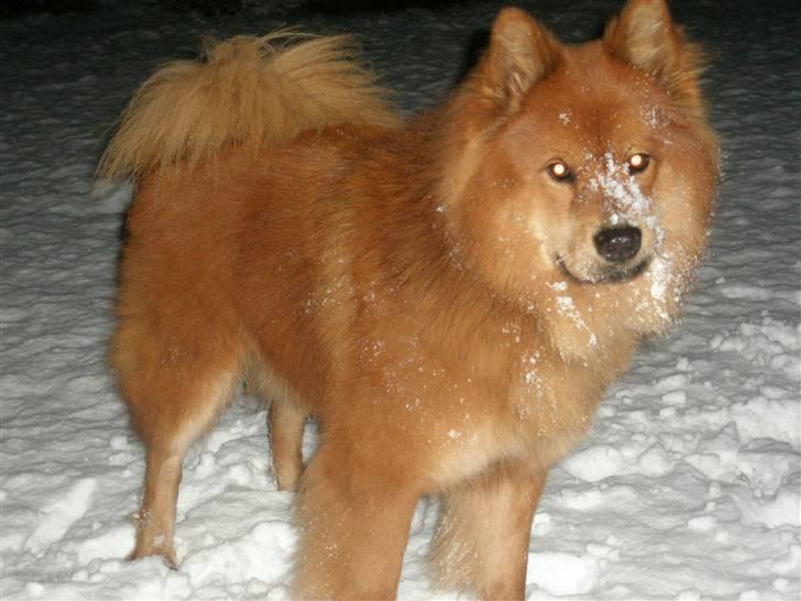 Eurasier Aladdin - Sne er godt ... Meget sne er meget godt ... billede 14