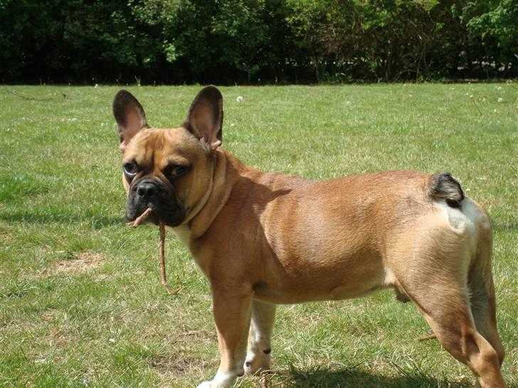 Fransk bulldog Hector - Siger du noget? (6 mdr.) billede 11