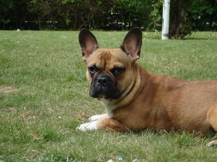 Fransk bulldog Hector - A hva siger du? (6 mdr.) billede 12