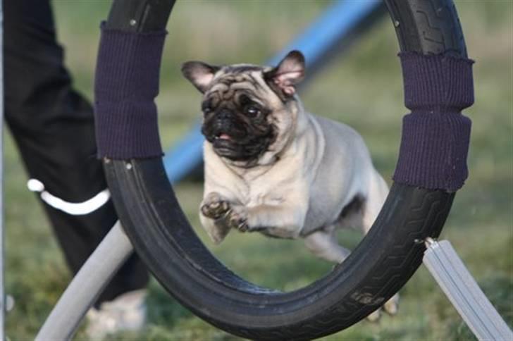 Mops Carisma Buller "Nemo" - Jubiii - i flyvende fart i agility! billede 9