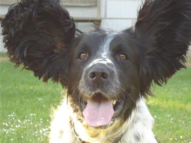 Field Trial spaniel *Victor* billede 19