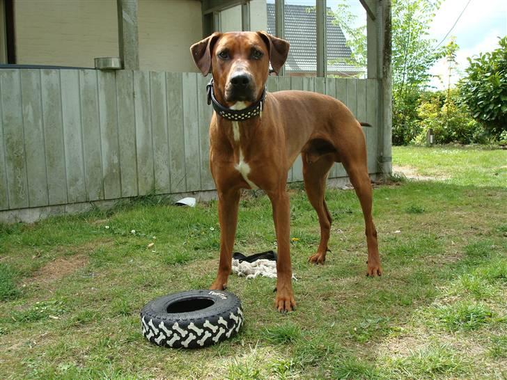 Blanding af racer Kenzo (Dobermann/Amstaff) [Himmelhund] - Hva siger du?? (2 år) billede 9
