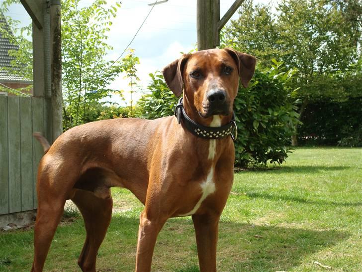 Blanding af racer Kenzo (Dobermann/Amstaff) [Himmelhund] - Ja ja tag nu det billede (2 år) billede 10