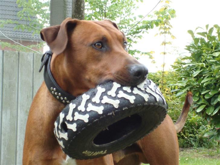 Blanding af racer Kenzo (Dobermann/Amstaff) [Himmelhund] - Kenzo er så stolt af sit dæk (2 år) billede 11