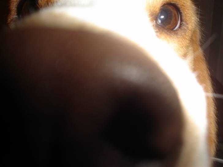 Beagle Gambey - Halløjsa! billede 1