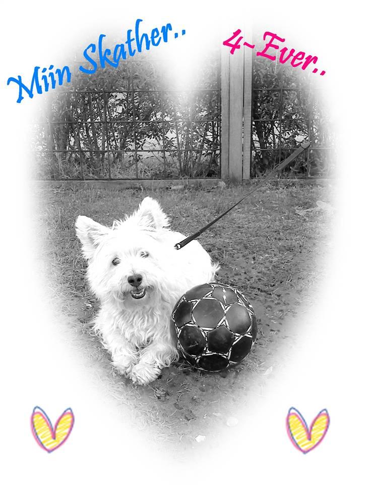 West highland white terrier Bølle - jeg kigger.., billede 1