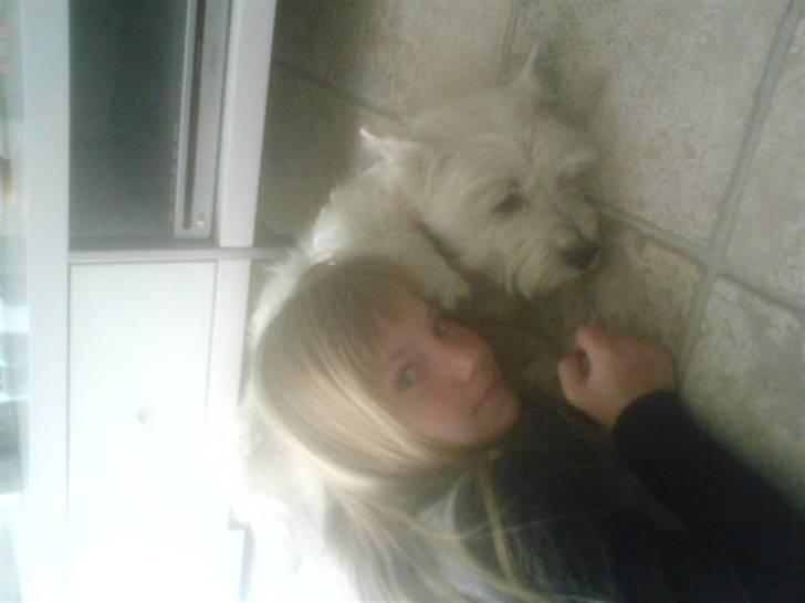 West highland white terrier Bølle - jeg er træt. billede 2