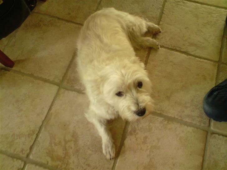 West highland white terrier Bølle - lille miiq da billede 3
