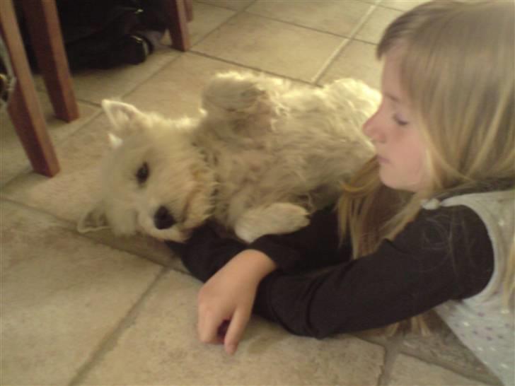 West highland white terrier Bølle - tid til at slappe af... billede 4