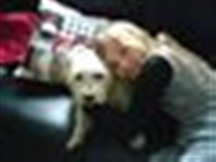 West highland white terrier Bølle - sødde miiq billede 5