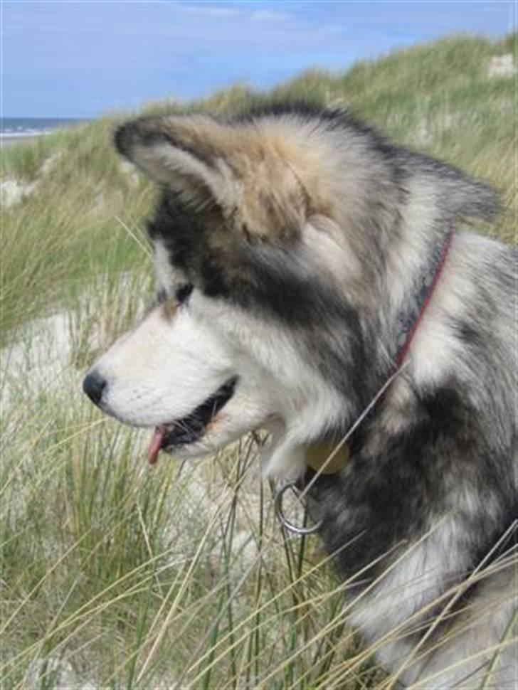 Alaskan malamute Ayrin - Ayrin på stranden ved Vejers billede 9