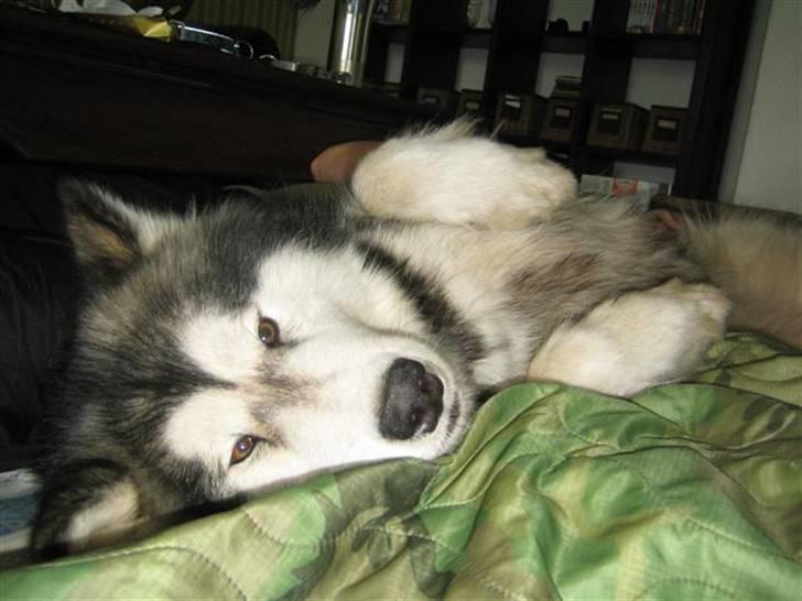 Alaskan malamute Ayrin - På madrassen... HYGGEHUND! billede 10