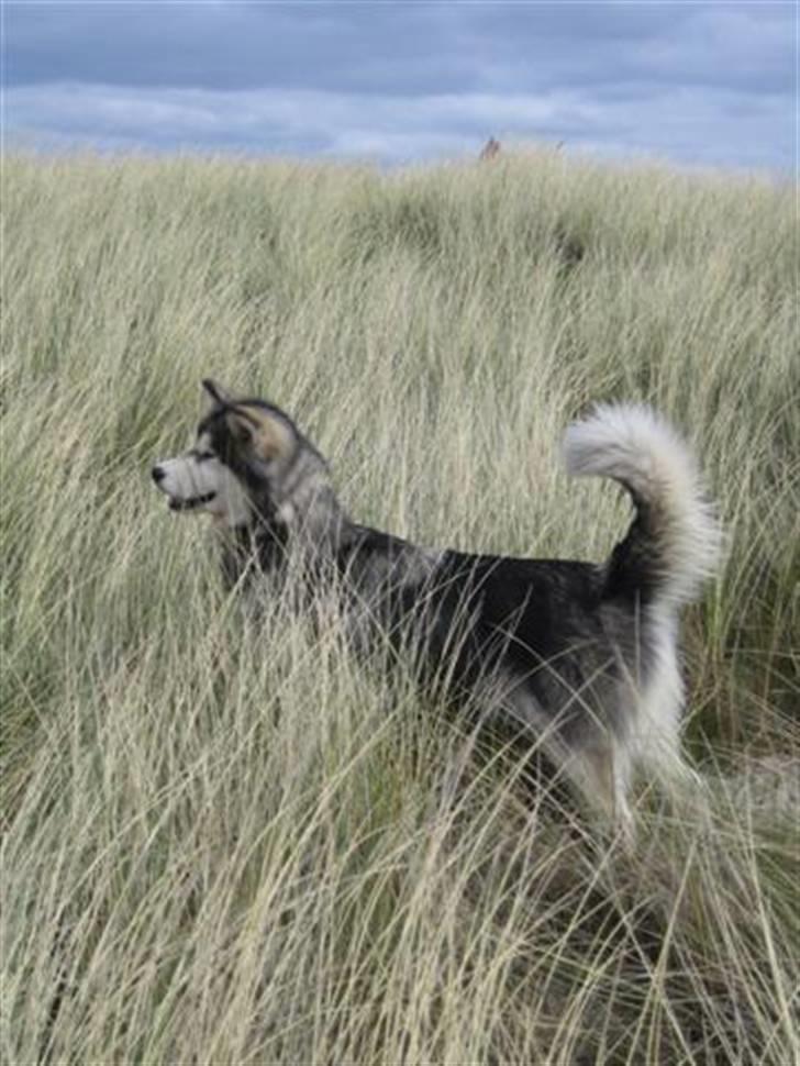 Alaskan malamute Ayrin - På stranden igen - det er bare lækkert! billede 11