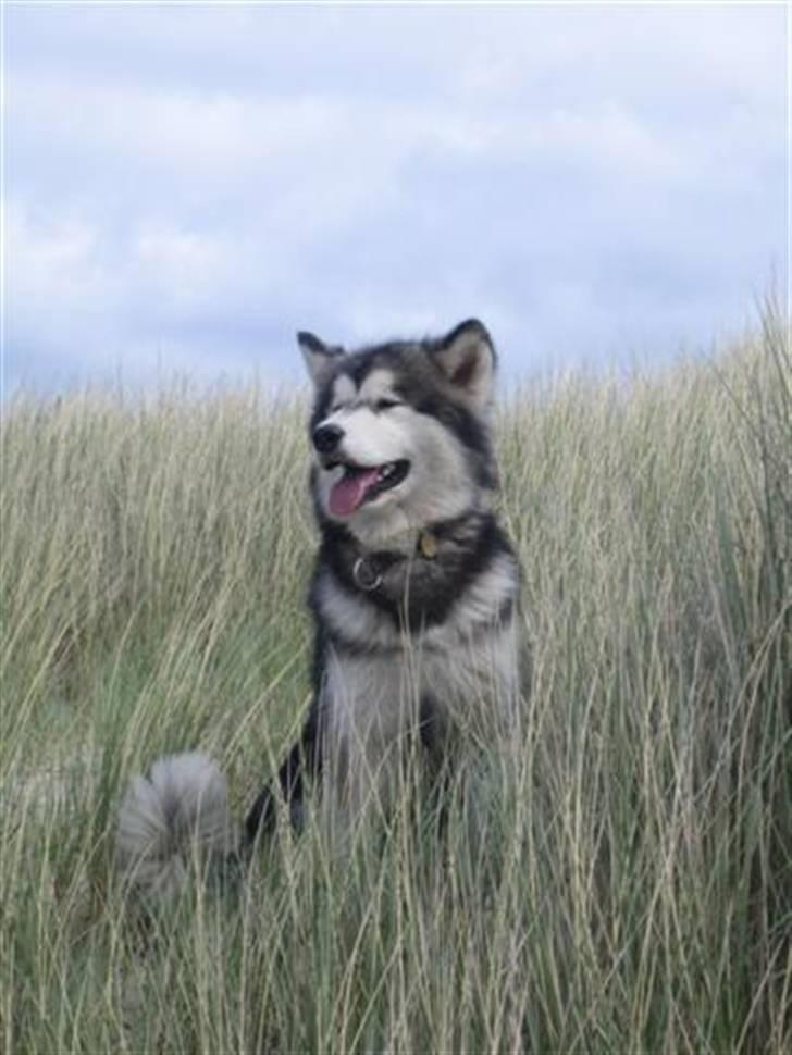 Alaskan malamute Ayrin - Ayrin har overblikket... billede 12