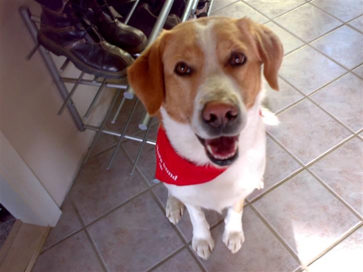 Blanding af racer Kato billede 20