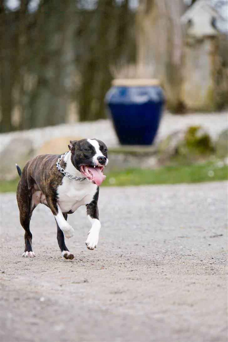 Amerikansk staffordshire terrier freja a billede 9