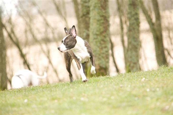 Amerikansk staffordshire terrier freja a billede 10