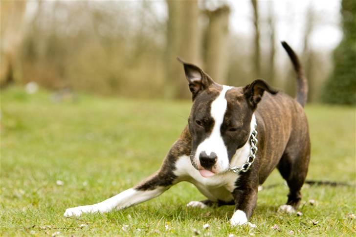 Amerikansk staffordshire terrier freja a billede 11