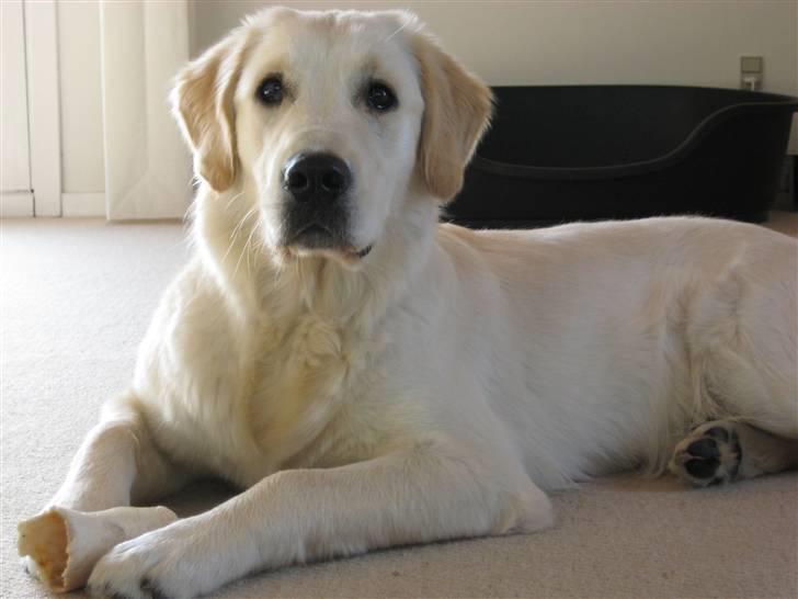 Golden retriever Lapija´s Bianca - Bianca 8 mdr. billede 13