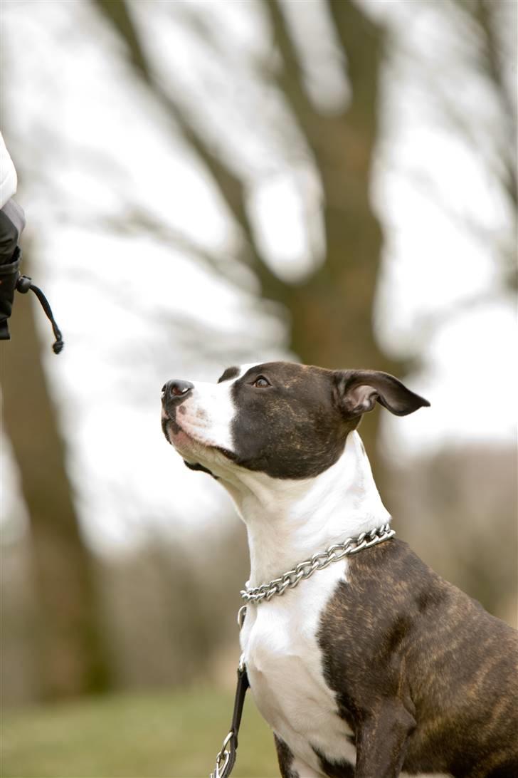 Amerikansk staffordshire terrier freja a billede 12