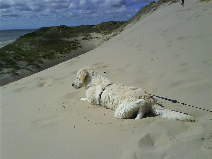 Golden retriever Lapija´s Bianca billede 10