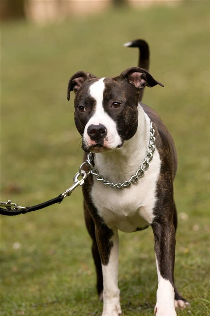 Amerikansk staffordshire terrier freja a billede 13