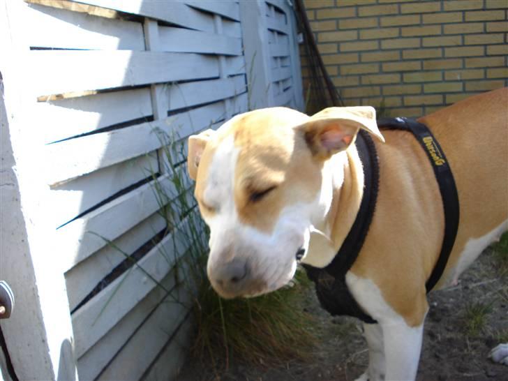 Amerikansk staffordshire terrier Chili - Her leger vi gravhund:-) billede 12