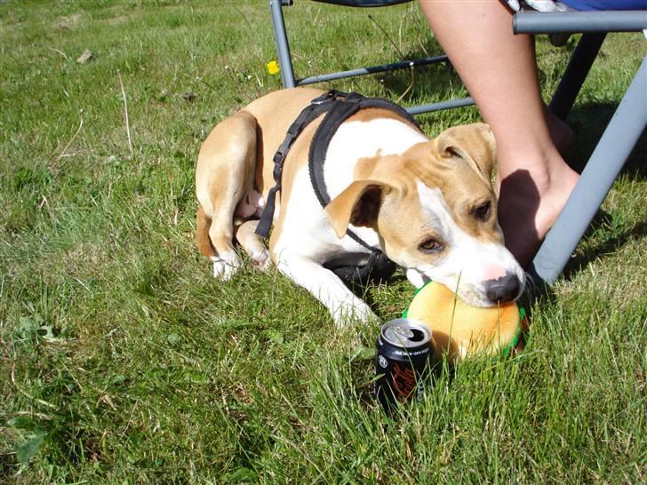 Amerikansk staffordshire terrier Chili - Gummi burger og cola er godt...hi hi billede 13