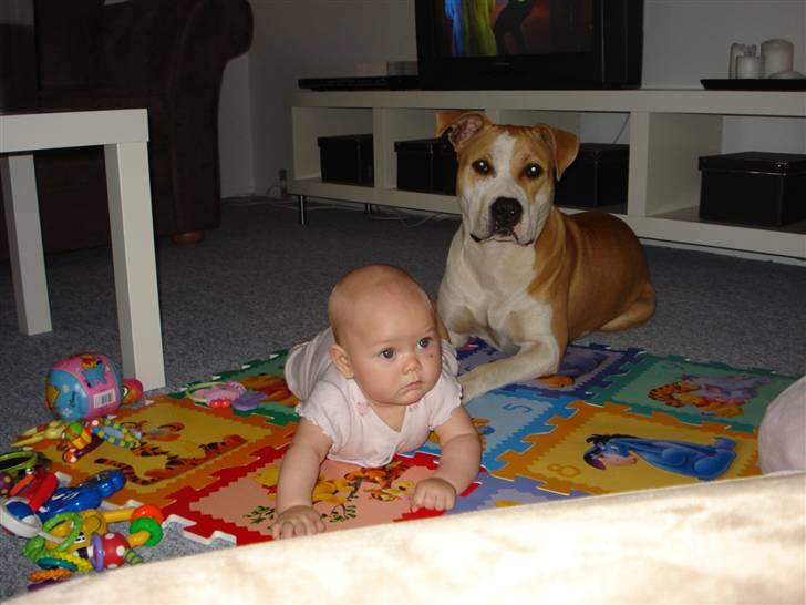 Amerikansk staffordshire terrier Chili - Chili og min vnindes datter hygger lidt..  billede 14