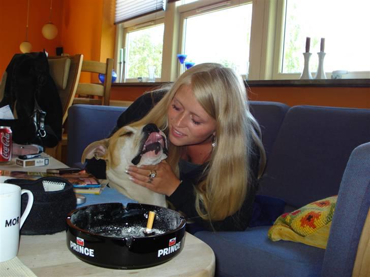 Amerikansk staffordshire terrier Chili - Chili og jeg billede 15